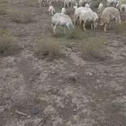 ضان غنم للبيع