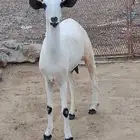 عنز بيشية فاخرة دااافع