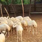 معنا رخيل بلدي ومعنا جفار بلدي ومعنا تيوس بلدي