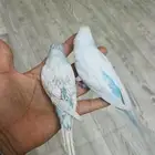 بادجي ولايف تم البيع