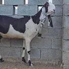 عنز صنف الصنف جرم عالي