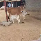 بقره طيبه للبيع