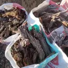 دفاية تكس فل و خياش فل ا اتواصل وتساب ا