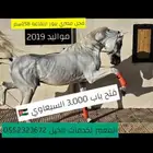 فحل مصري بيور