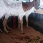 معزا حليب مضاريع