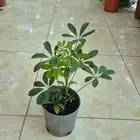 جميع مقاسات ساق البامبوا وافضل النباتات بااسعار تنافسيه