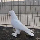 فردات حمام مميزه