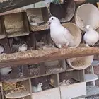 حمام فرنسي