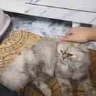 قط شيرازي للبيع