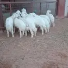 حري 11 فيها رخل وحده فقط ( تم البيع )
