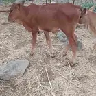 حسلان تربيه