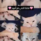 قطط للتبني مع أمهم