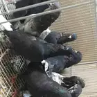 حمام قطايف هنود