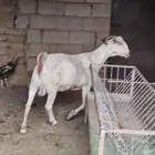 عنز برصاء صنف