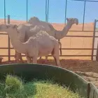 الصفرا الطيبه اللي معها قعود ابو خمس شهور