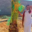 نخل مثمر للبيع نخيل القصيم خلاص برحي سكري نخل نظيف