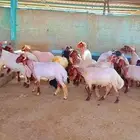 جزاز صوف الغنم