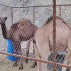 قعدان العدد 2 العمر 7 شهور و6 شهور حجر شرق رابغ