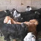 تيوس مخاصي تلاجه
