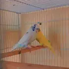 زوج بادجي منتج مشروط