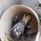 حمام قطايف قلاب