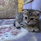 بيع قطط برسوم رمزيه التواصل خاص حراج وشكرا