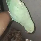 دره هندي أنثى تم البيع