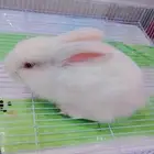 ارنب للبيع عل سوم يقبل مسح ولعب ماشاءالله