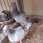 جوز دنش ألماني توب بارلس معاه انتاجه