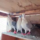 حمام شامي