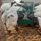غنم نعيمي بلدي وحريات