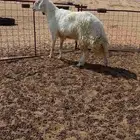 فحل حري صنف ومنتج