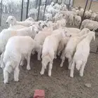 طلياان نظيفه وسليمه العد13 ذكران الموقع الحجره السعر عل السو