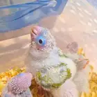 فروخ كنيور مشكله