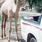 بعير ارك