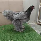 جوز براهما مستوى فاخر بشاير