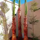 نخل نخيل واشنطن