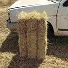 تبن بر معية شد 85 سيم مشدود