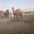 قعود داخل ثني الموقع الزلفي