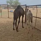 بكره شقحى وقعود اسود حشوان تربيه ترضع الرضاعه وتشرب في الس