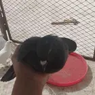 السلام عليكم