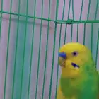 زوج بادجي مع ملحقات معهم بيض