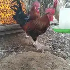 ديوك بيور تركي