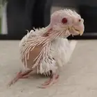 كروان البينو عيون حمر
