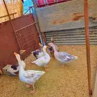وز للبيع