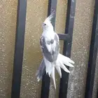 انثي كروان هافي بايد تم البيع