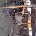 غنم نعيم صنف للبيع