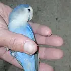 ببغاء روز هدهد عمره 4 شهور اليف جدا