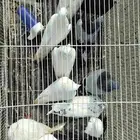حمام للبيع