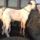 تيوس بلدي